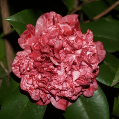 Takanini Variegated